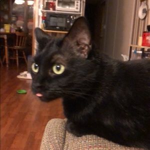 Meet your Posher, Janice